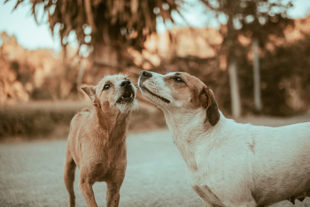 Two dogs playfully interacting on a sunlit path in a serene outdoor setting.
