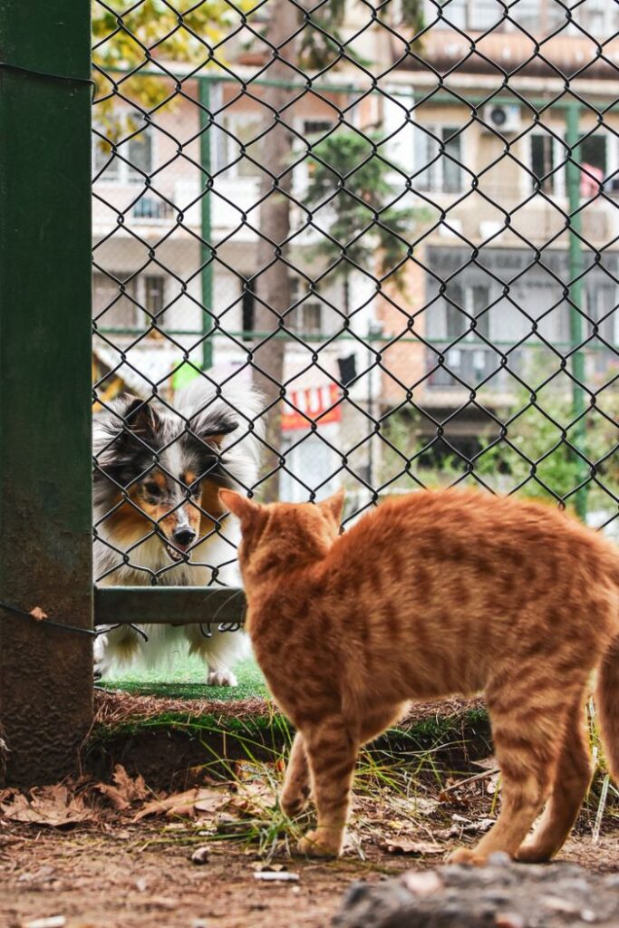 A cat and a dog engage curiously through a fence, set in an urban outdoor environment.