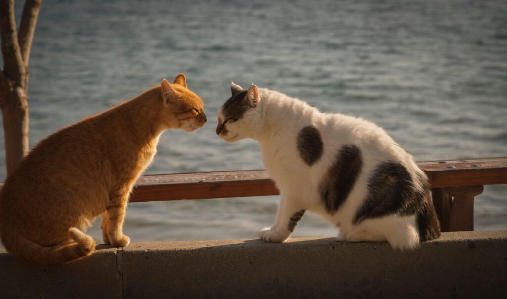 Two cats interacting on a ledge by the seaside, captured in warm afternoon light.