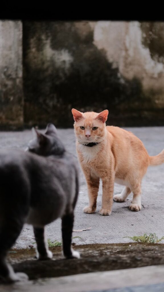 Two cats, one ginger and one gray, face each other in an outdoor setting.