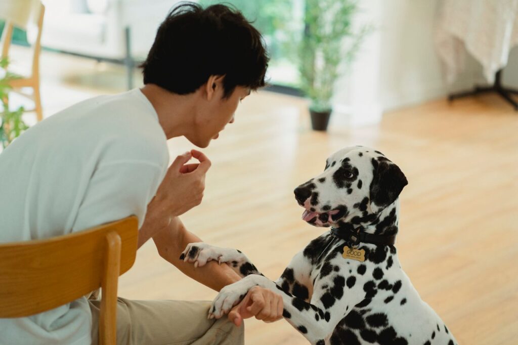 A dalmatian dog playfully interacts with its owner in a cozy indoor setting, creating a warm atmosphere.